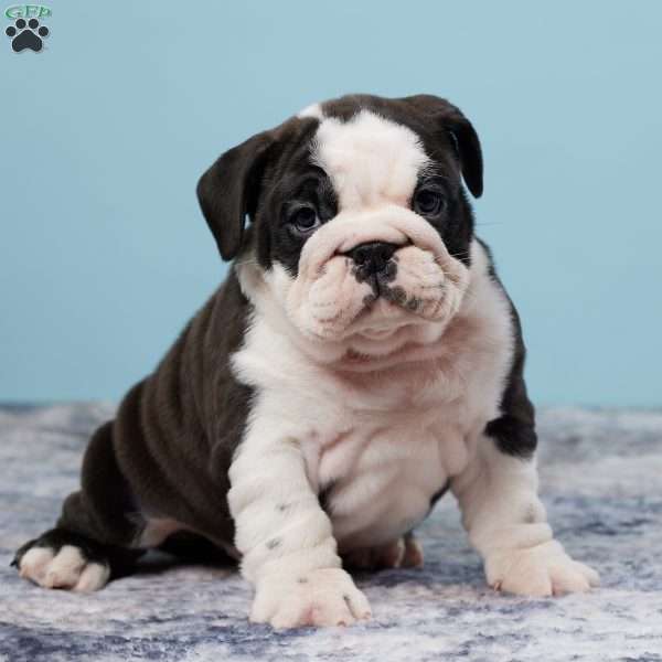 Jodi, Miniature Bulldog Puppy